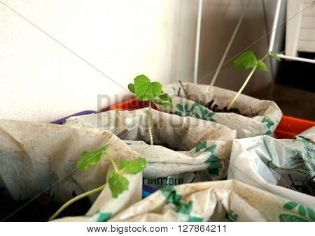 Melon seedlings were grown in plastic bags.