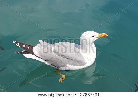 Seagull Screaming with Beak Wide Open on Blue Mediterranean Sea Background
