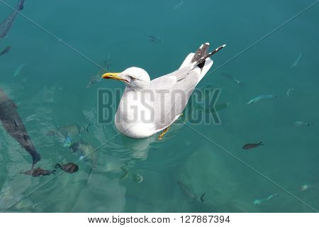 Seagull Swimming with the Fish in the Mediterranean Sea in Monaco