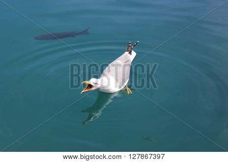 Seagull Screaming with Beak Wide Open on Blue Mediterranean Sea Background