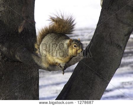 Squrriel