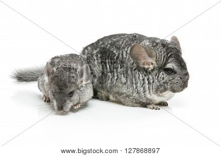 Chinchilla mother with baby sitting isolated over white background. Copy space.