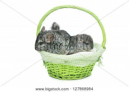 Chinchilla mother with baby sitting in green basket isolated over white background. Copy space.