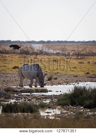 A southern white rhinoceros (Ceratotherium simum simum) standing at a waterhole with a flock of ostrich in the distance. Etosha national park Namibia Africa.