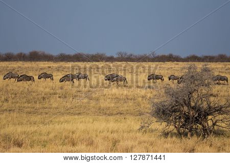 Blue wildebeests (gnu Connochaetes taurinus) wandering across thw open planes of Etosha national park Namibia Africa