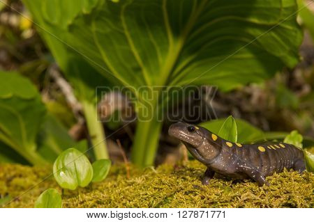 A close up of a Spotted Salamander on a bed of moss.