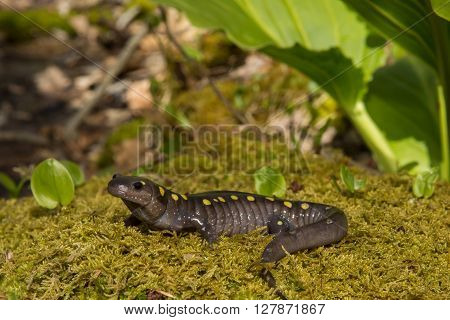 A Spotted Salamander crawling over a bed of moss at the edge of a vernal pool during breeding season.