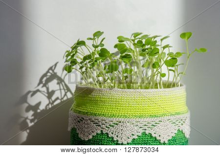 Young seedlings of arugula in recycling pot with crochet cover