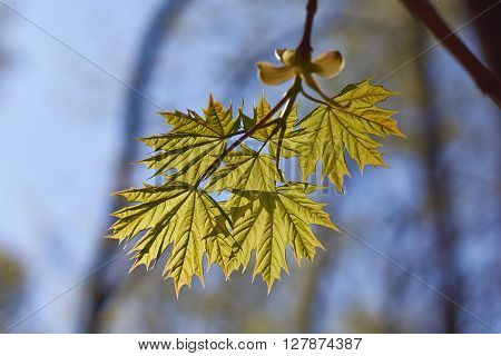 Reveal the young leaves of maple in the spring forest.