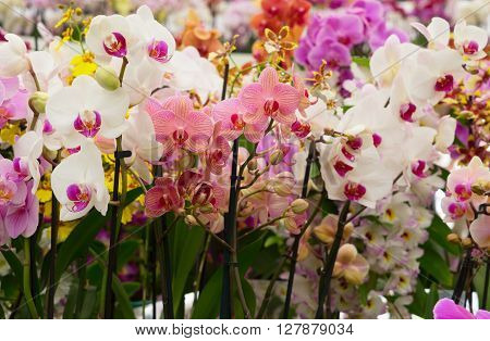 Set  of fresh  multicolored  bloomig  orchid flowers