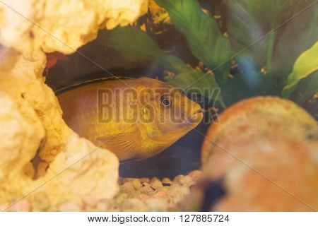 Labidochromis yellow in aquarium water close up