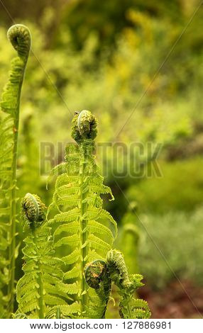 Polandspring in mayyounggreennot developed leaves Fern (Polypodiopsida Cronquist) in the morning light wth shallow depth of field. Vertical view.