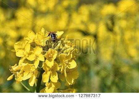 Field With Rape (brassica Napus) (brassica Napus)