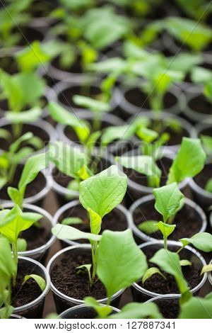 Green Seedlings Grown In A Row In Hothouse