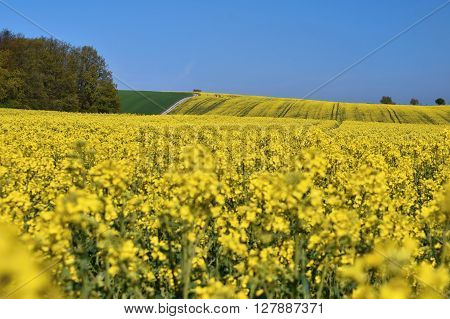 Field With Rape (brassica Napus) (brassica Napus)