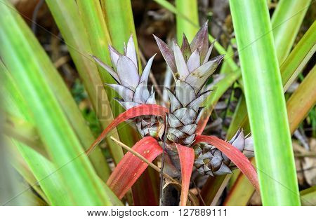 Pineapple Flowers