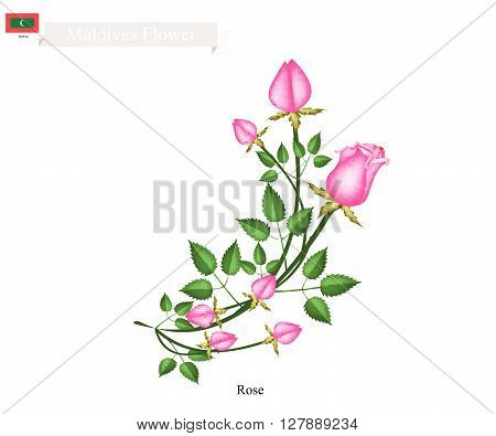 Maldives Flower Illustration of Rose Flowers. One of The Most Popular Flower in Maldives.