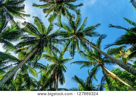 Palm Trees In Tropical Forest