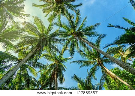 Palm Trees In Tropical Forest