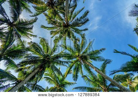 Palm Trees In Tropical Forest