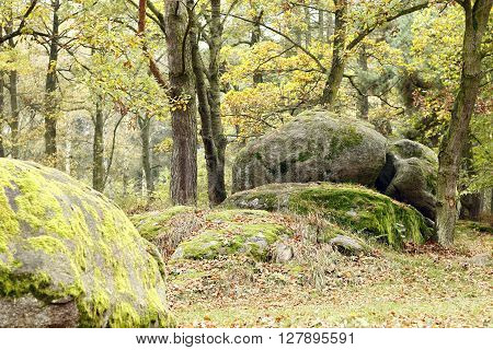 Image of the big boulder in the coniferous forest
