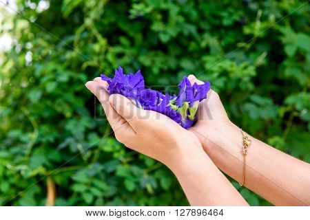 Hand Collecting Butterfly Pea Flower