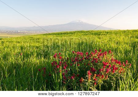 Landscape Of Sicily