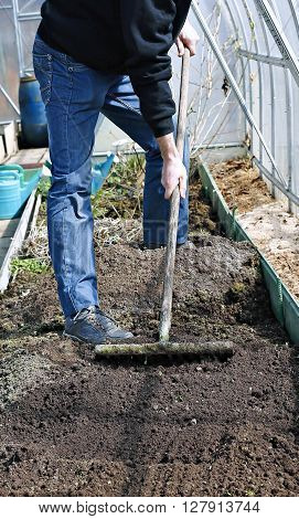 Man in greenhouse levels the soil with a rake on the gardenbed in early spring
