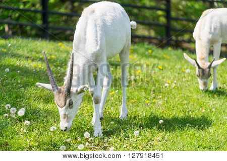Addax eating blossom flowers. Two addaxes. Horned adax on green field with blossom flowers. Grass with bloomy flowers and Addax.