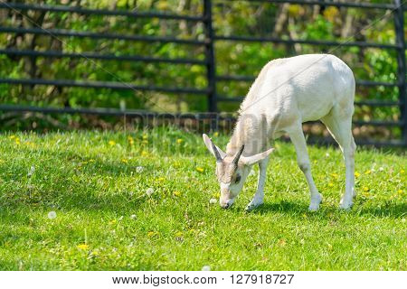 Baby addax feeding. Baby addax on green grass with bloomy flowers. Wildlife nature. Baby addax. Horned.