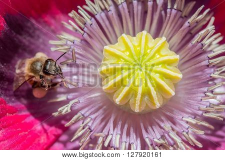 Macro Shot Of Honey Bee Inside Poppy Flower