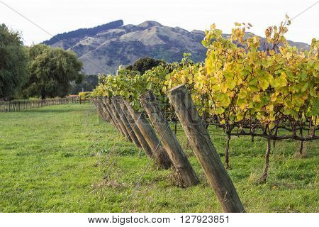 Gisborne, NZ Vineyard in Autumn with Mountains in Background