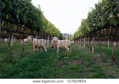 Sheep Grazing in Vineyard in Gisborne, NZ