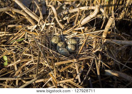 Bird's nest in its natural habitat in the spring season.