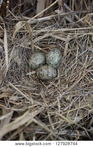 Bird's nest in its natural habitat in the spring season.
