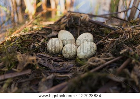 Bird's nest in its natural habitat in the spring season.