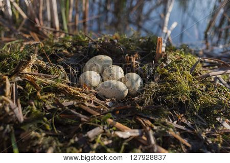 Bird's nest in its natural habitat in the spring season.