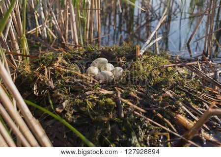 Bird's nest in its natural habitat in the spring season.