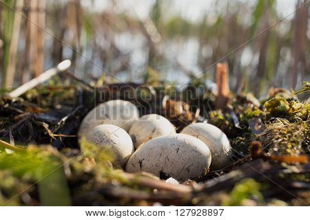 Bird's nest in its natural habitat in the spring season.