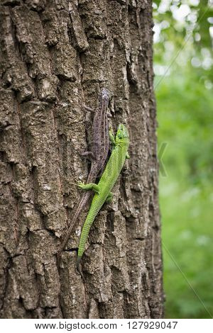 Lizard in nature sitting on a tree.