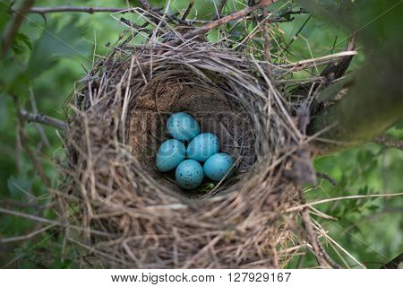 Bird's nest in its natural habitat in the spring season.