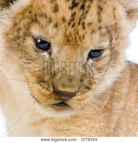 Lion Cub c
