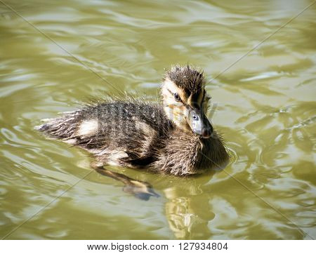 Mallard Duckling – Anas Platyrhynchos – In The Water, Detailed Natural Scene