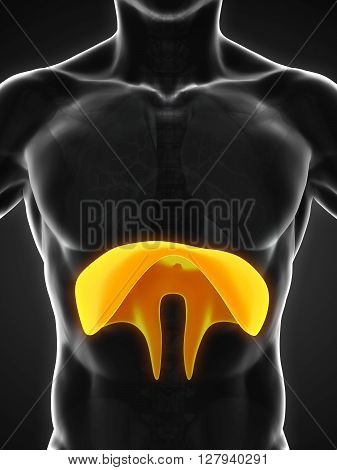 Human Diaphragm Anatomy Illustration . 3D render