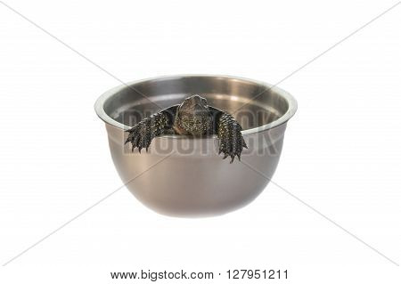 Freshwater turtle in the plate isolated on white background