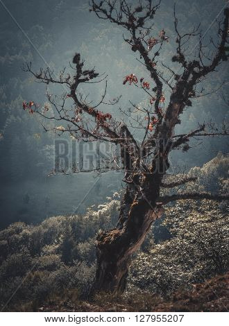 dead tree on background of distant green trees