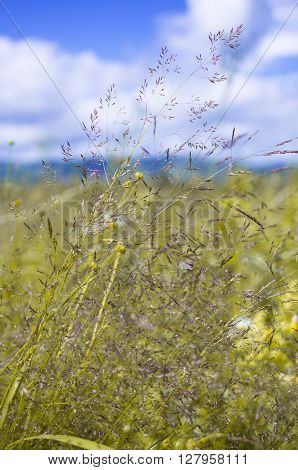 A background with a colorful bright meadow grass
** Note: Shallow depth of field