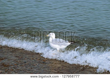 Beautiful gull runs on the waves along Lake Michigan Indiana Dunes USA