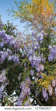 Wisteria in fulll bloom that has climbed up some trees