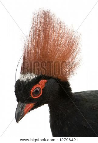 Chocholatý Partridge dřevo před bílým pozadím